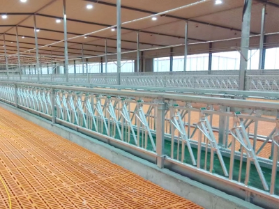 養(yǎng)殖場(chǎng)使用羊頸夾固定羊只時(shí)的規(guī)范操作